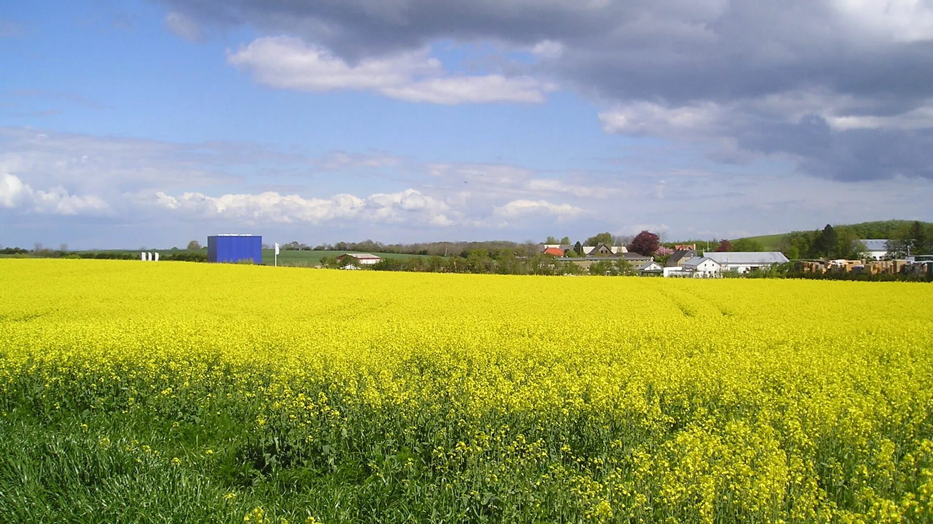 Rapsfeld auf Nordals mit dem blauen Würfel des Universe Science Park im Hintergrund